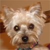 Bailey