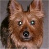 Benji