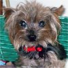 Bitsy