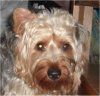 Buddy