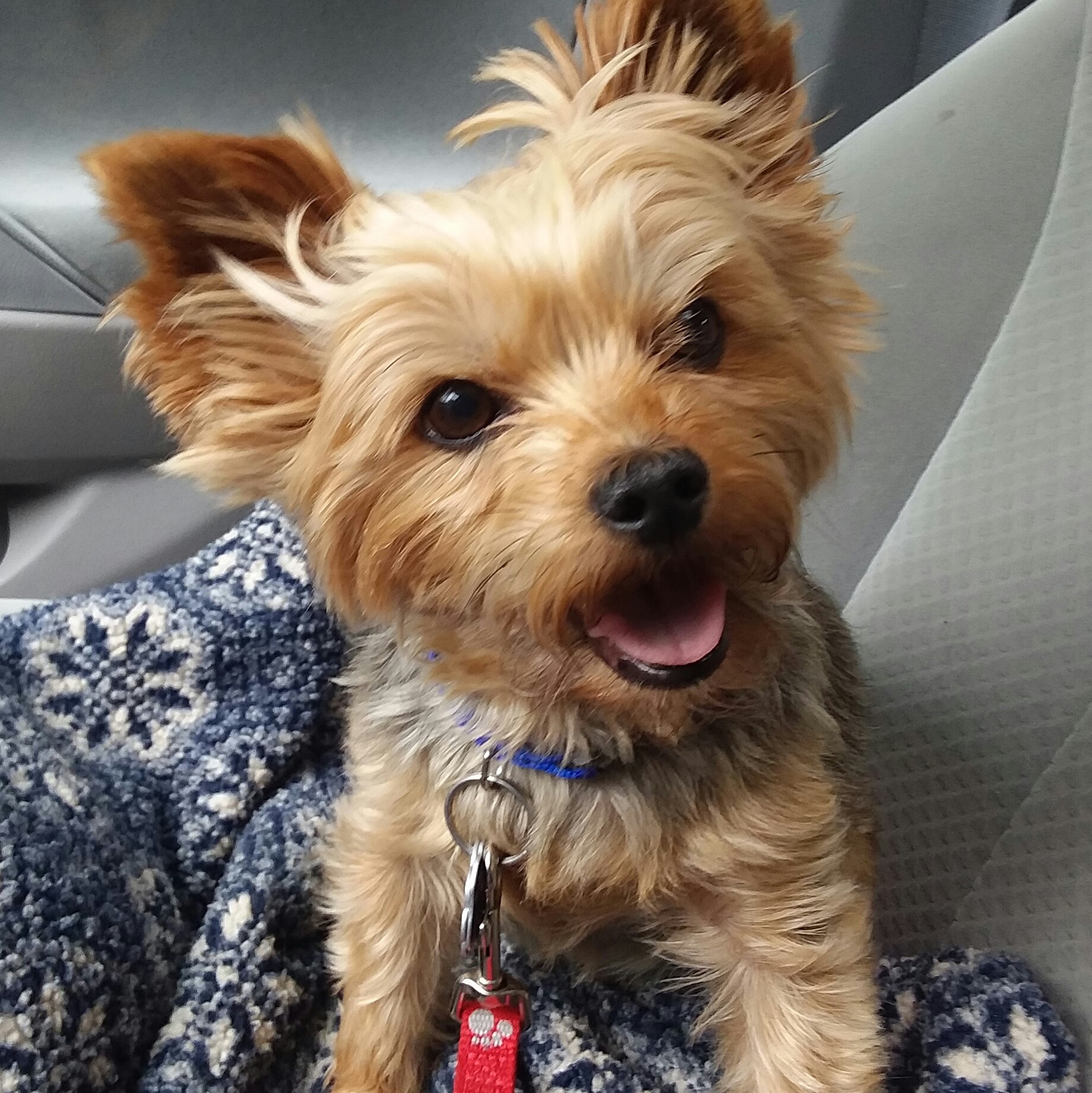 I am a 9-year-old, neutered Yorkshire Terrier. 