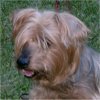 Flynn