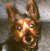 buddy