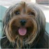Ringo