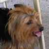 angus