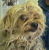 buster