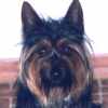 griffen
