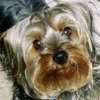 henri
