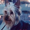 pip