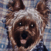 sebastian