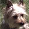sparky