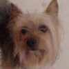 toby
