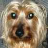 tuttle